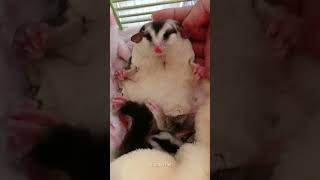 Cute Sugar Glider Sleeping​ With Her Babies ❤️❤️ #shorts #sugarglider #sugarglidercare