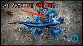 পৃথিবীর বিষাক্ত 6 টি প্রাণী, দেখলে অবাক হবেন!