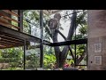 maison familiale en béton à deux étages avec un énorme arbre parota dans l arrière cour