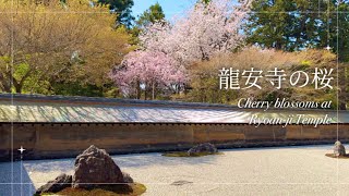 [Japanese Garden 4K] Kyoto \