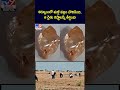 diamond found in kurnool కర్నూలులో మళ్లీ వజ్రం దొరికింది.. ఆ రైతు కష్టాలన్నీ తీర్చింది tv9