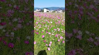 太陽がいっぱいのコスモス畑と伊吹山