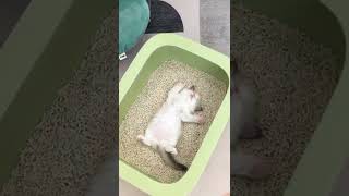 Ahahahahahahahahahaahha 😂😅 #cats #catsvideo #pets #petsvideo #funny #funnyvideos #fy #shorts