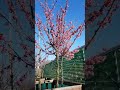 Prunus 'Okame', spring flowering cherry tree