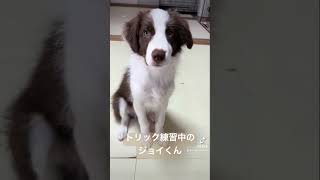 【トリック練習中の生後３ヶ月のボーダーコリー】ボーダーコリーのジョイくん　#shorts #ボーダーコリー #bordercollie