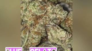 Blue gelato, cannabis, strain review,