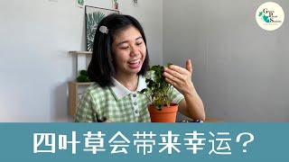 四叶草会带来幸运？Lucky plants bring Luck?! | Green Plant Society