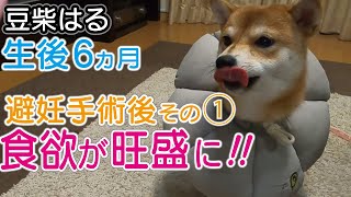 豆柴犬「はる」生後6ヶ月。避妊手術後その１。なぜか食欲旺盛に！