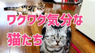 お出掛け前のワクワクな猫達【アメリカンショートヘア】換毛期なのでお外でブラッシングする準備を待ってる猫達の行動が面白い。犬みたいに行儀よく待つ猫！そして子猫は、ハーネスの紐をもって先輩猫と出かける準備