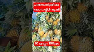 10 എണ്ണം Pineapple 100rs #pineapple pple #malayalam #vlog #tomandjerry