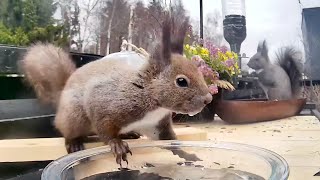 エゾリスさん２匹が鉢合わせ　どうなるかな