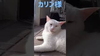 あの凶暴猫のカリン様‼️唸る唸る唸るまた唸る Ferocious cat #shorts