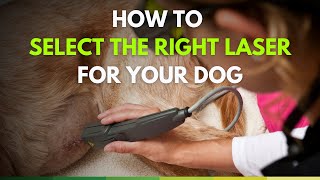 How to Select the Right Laser Device for Your Dog | Expert Recommendations