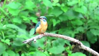 都立小金井公園のカワセミ (3095)　 　2021.05.29  Kingfisher