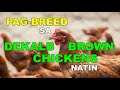 PAG-BREED SA DEKALB BROWN CHICKENS NATIN | REMASTERED