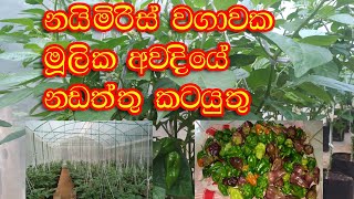 නයිමිරිස් වගාව 6 මූලික අවදියේදි නඩත්තු කටයුතු..