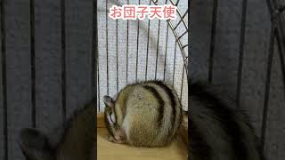 しまりす「ポン吉」天使のお団子！！【ペット】【シマリス】【Chipmunk】【Squirrel】【Kawaii】【Cute】