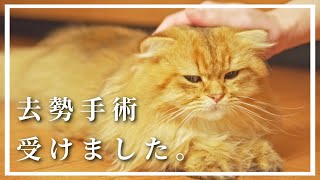 去勢手術を受けたお話【チンチラゴールデン】