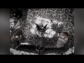 dir en grey filth pv sub hd