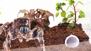 My New Pet Jumping Spider