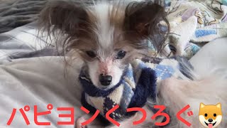 17歳のパピヨンは毎日、退屈だけど健康なワナ🐶です😌💓