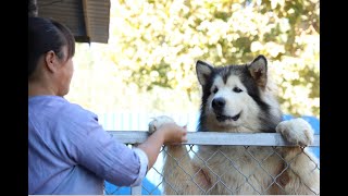 站起来比人都高！这只阿拉斯加在狗群中绝对是个霸主！\\This dog is taller than people and he must be the master of a pack of dogs