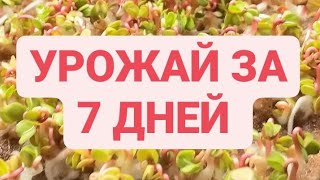 Мощные всходы без земли и света. Старт за 2 дня