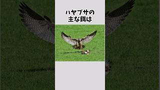 【世界最速】速すぎるハヤブサの雑学 #雑学 #動物 #ハヤブサ