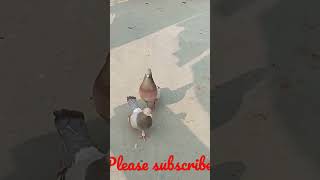 Beldanga Pigeons in Murshidabad #shorts #viral #shortvideo #youtubeshorts #youtube #cow #chat chat