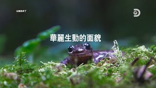 台灣的森林探險、深入了解大猩猩保育、黑熊和紫斑蝶～2024年Discovery頻道世界地球日特輯 | 《Discovery 地球 ‧ 生之花》4/4~4/28 @ 台北香堤大道廣場