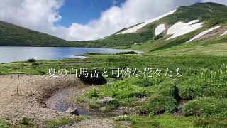 夏の白馬岳　OVERGROUND ACOUSTIC UNDERGROUND "夢の跡"  小蓮華温泉から白馬大池を経由して白馬岳　大雪渓を歩かないコース