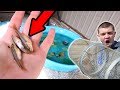 Minnow Trapping for the Pool Pond!