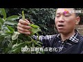 广东茂名高州根子镇，杨家分析荔枝花最后时间，抓紧使用促花药