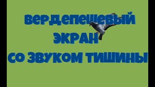 Вердепешевый экран со звуками тишины 1 час