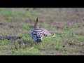 【冠羽立てます！】ヤツガシラ eurasian hoopoe