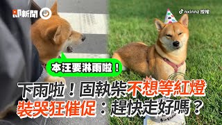 下雨啦！固執柴不想等紅燈　裝哭狂催：快走好嗎？｜寵物｜狗｜柴犬｜精選影片