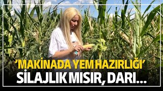 'Makinada Yem Hazırlığı' Silajlık Mısır, Darı...