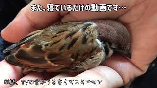 スズメのキリちゃん、チラ見しながら眠ります