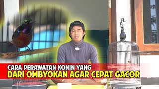 TIPS MERAWAT KONIN DARI BAHAN OMBYOKAN AGAR CEPAT GACOR