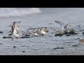 ハマシギ dunlin