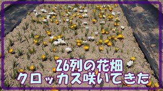 26列の花畑　チューリップ、水仙、ムスカリ、ヒヤシンス、ギガンチューム、アイフェイオンなどの葉が出て、クロッカスの花が咲いてきた。2021.2.28