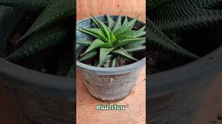 #ต้นม้าเวียน #ม้าเวียน #ต้นไม้ฟอกอากาศ #ต้นไม้ #asphodelaceae #haworthia