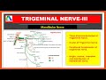 Mandibular Nerve - Course, branches and distribution |Trigeminal nerve| [Simplified]