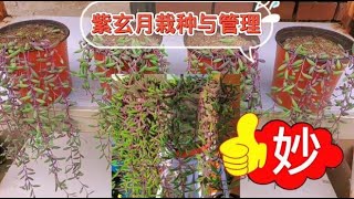 多肉植物紫玄月繁殖有技巧，这样扦插与养护，新手轻松养爆盆