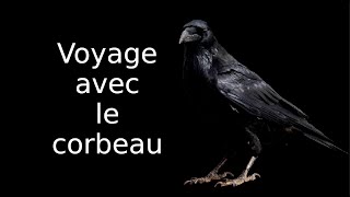 Voyage chamanique avec le Corbeau – animal totem