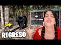 REGRESA EL OSO y ME CAIGO 😳 Sucede de TODO en La Finquita Bonita 🤭 Sandra Cires Vlog