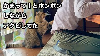 【甘えん坊猫】「かまって」とおねだりポンポンしながら…アクビしてたw