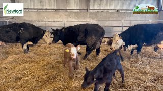 Calving 2025 starts on the Newford Farm