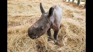 Southern white rhinoceros gives birth at ZooTampa