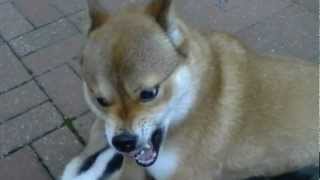 Sasha \u0026 Leia (Shiba Inu's) Fight Over Bone 5/8/12